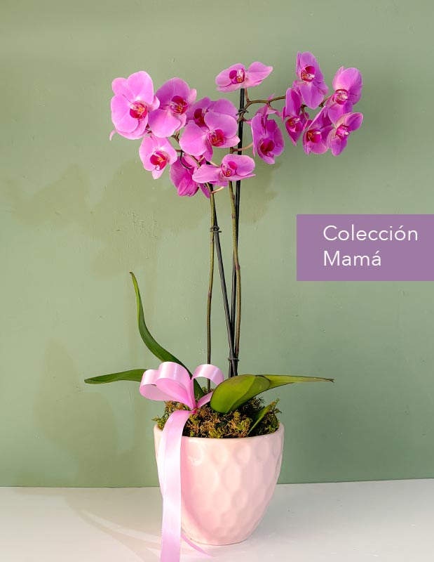 florería con orquídeas para mama