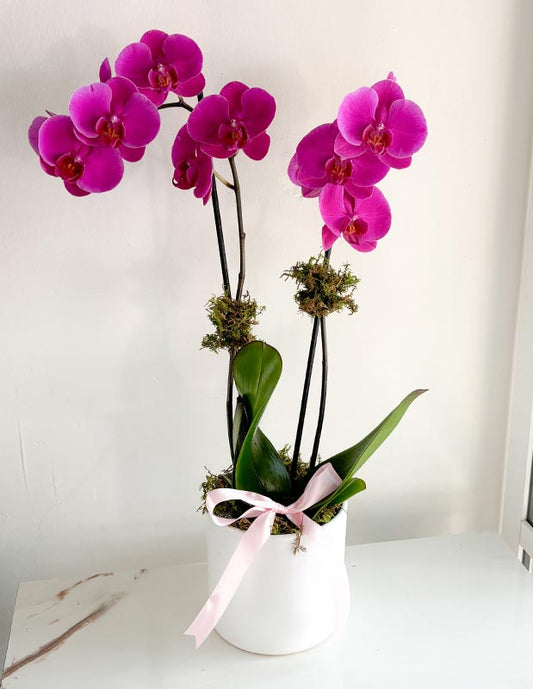 Orquídea de doble vara morada - 10 de mayo