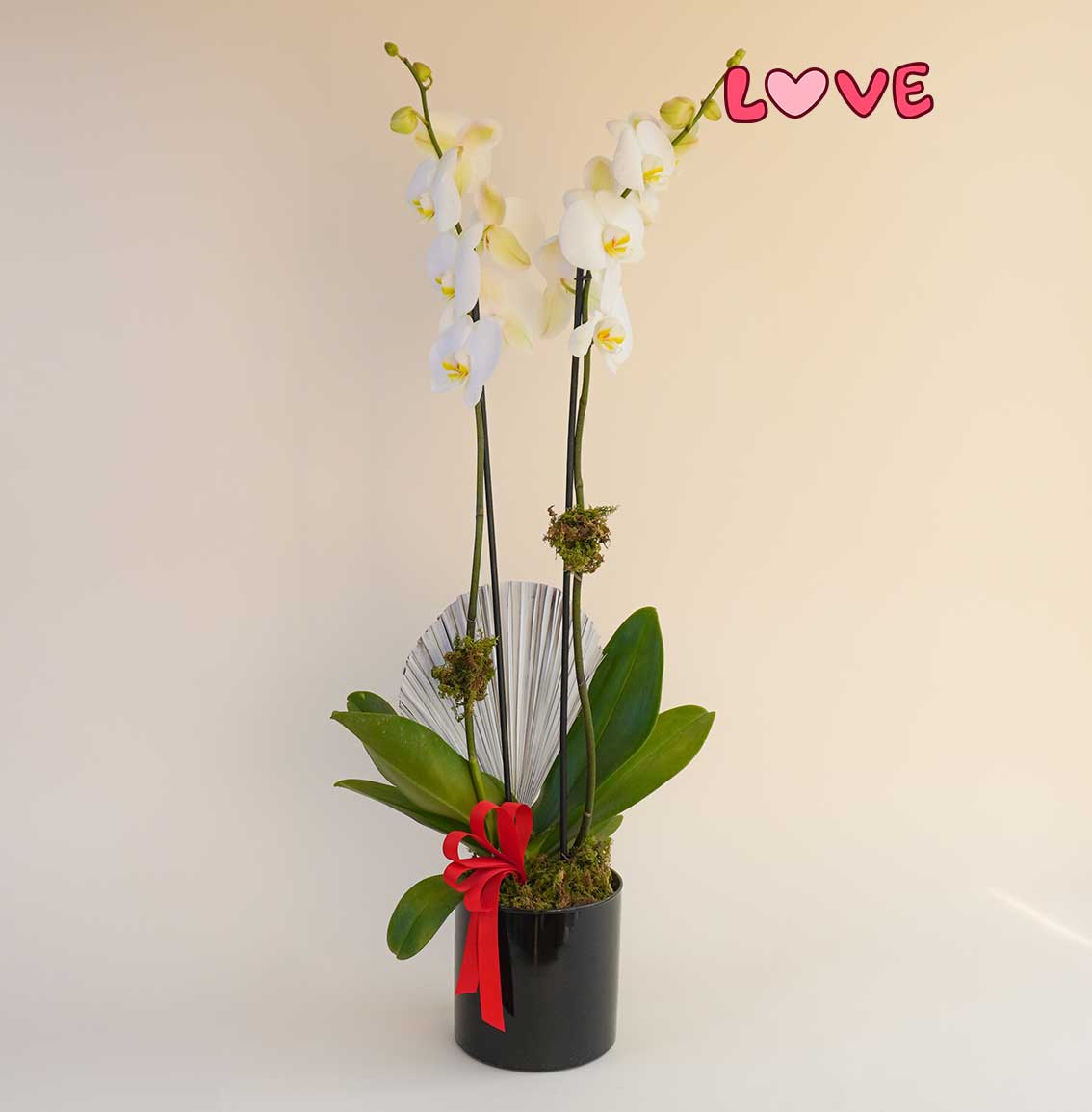 planta de orquidea blanca para 14 de febrero