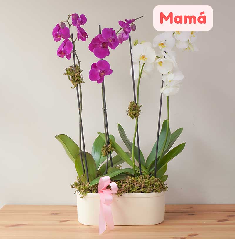 Orquídeas bi color (4 varas) - para mamá