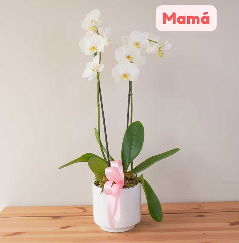 Orquídea para mamá en base blanca
