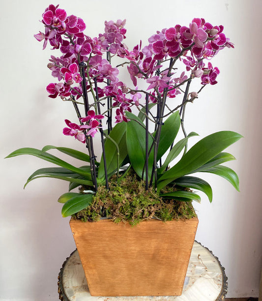 Jardín de mini orquídeas- 4 plantas de doble vara