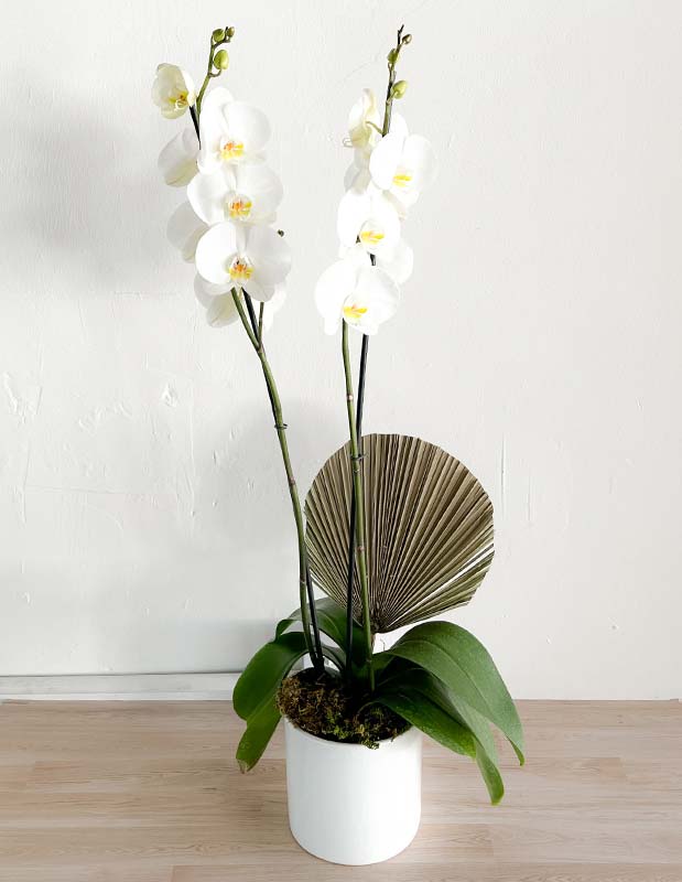 Orquídea blanca de doble vara - 14 de febrero