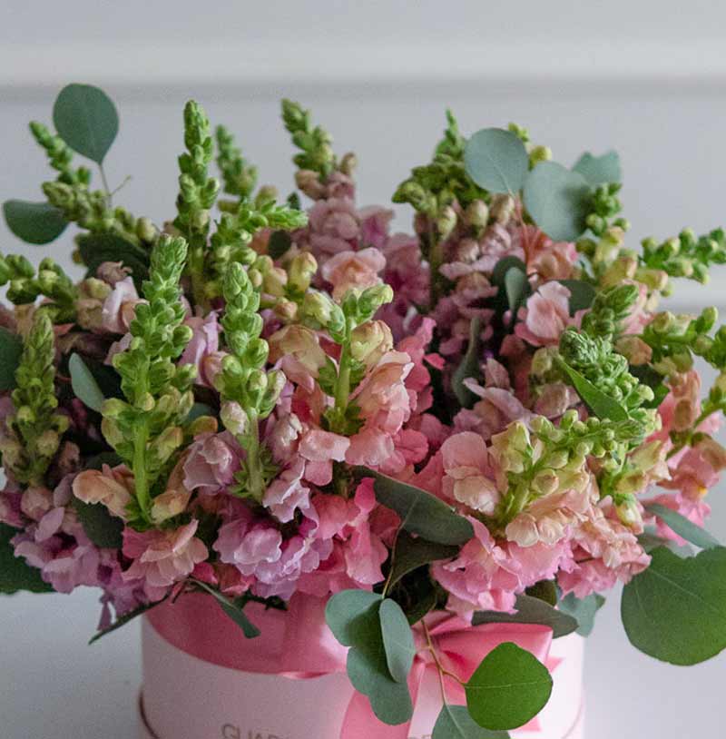 caja de flores de anthirrinums para regalar