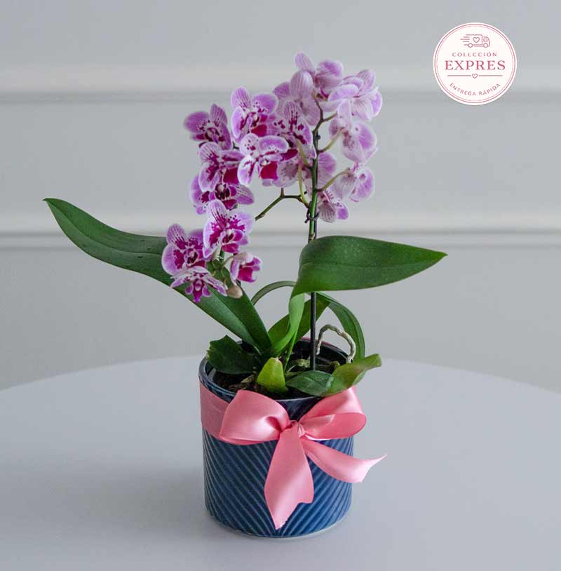 mini orquídea en planta para regalar con entrega a domicilio