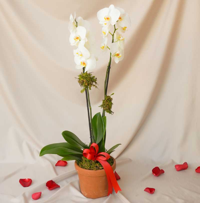 Orquídea blanca de doble vara - 14 de febrero