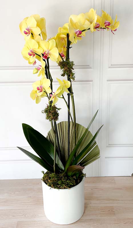 Orquídea Amarilla - Floricienta