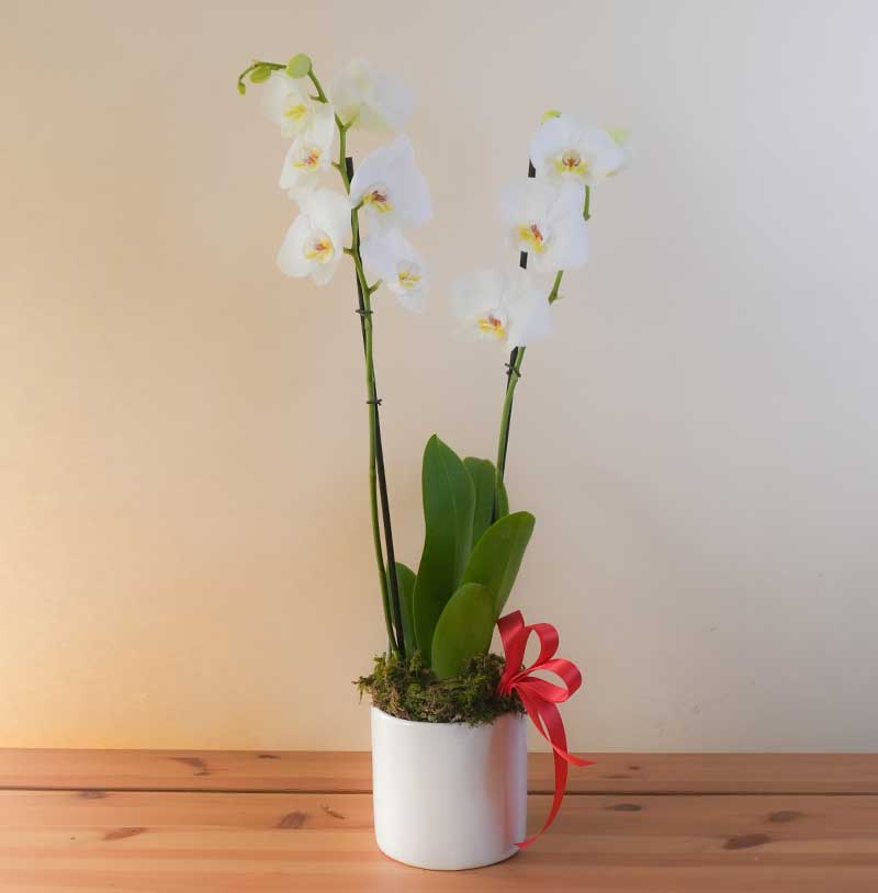 Orquídea blanca de doble vara - 14 de febrero
