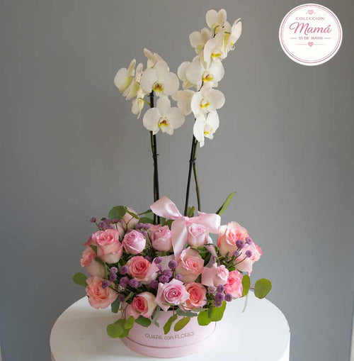 orquídeas en planta con flores rosas para mamá 10 de mayo