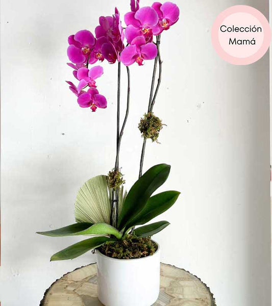 Orquídea morada de doble vara - 10 de Mayo