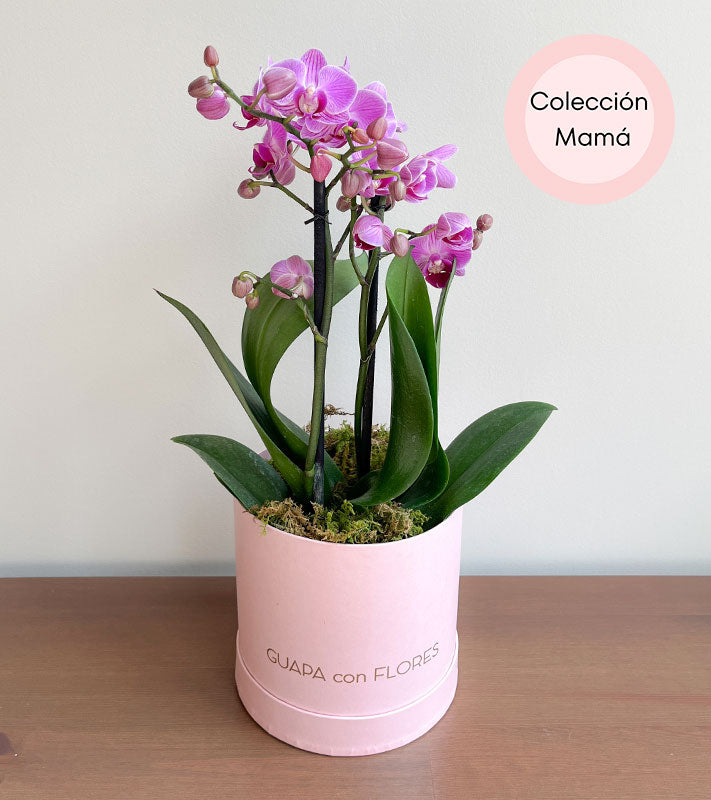 Mini Orquídea - 10 de Mayo