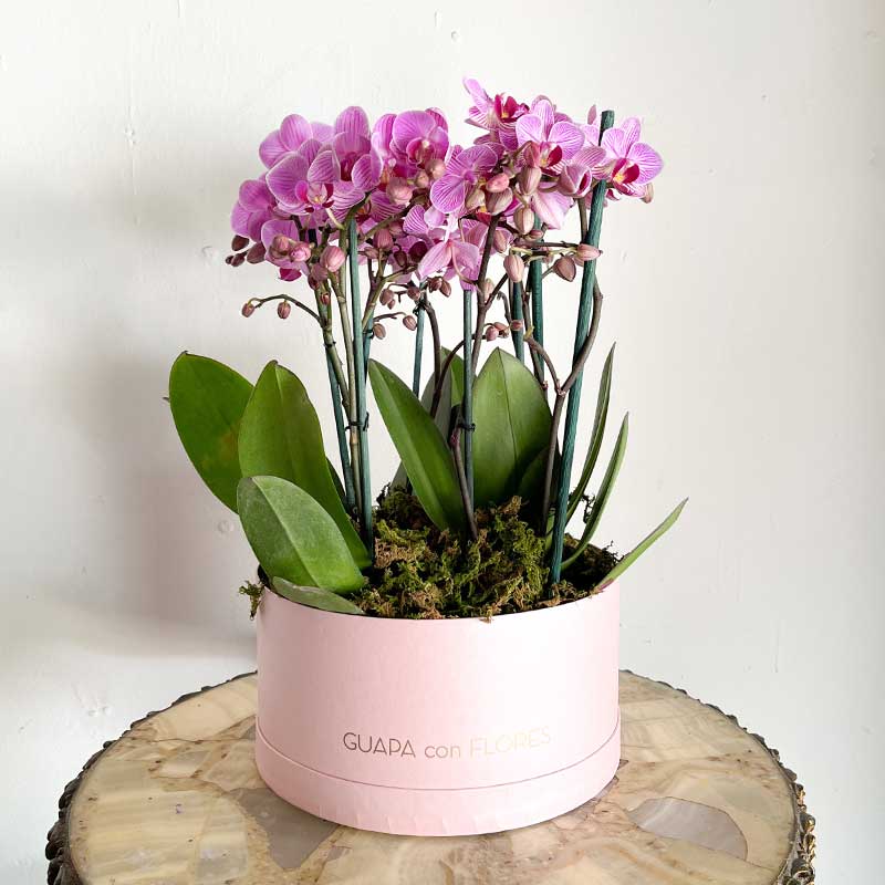 orquideas a domicilio para mama cdmx florerias