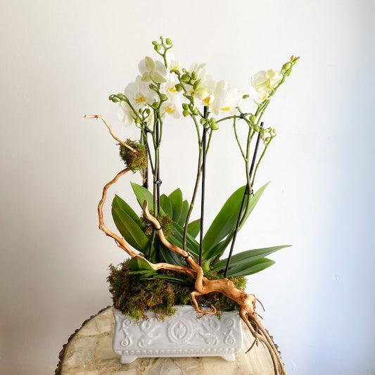 Mini orquídea de 4 varas