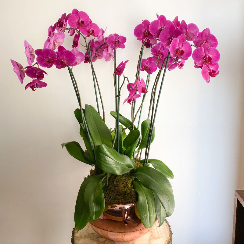 Orquídea de 8 Varas Morada XL