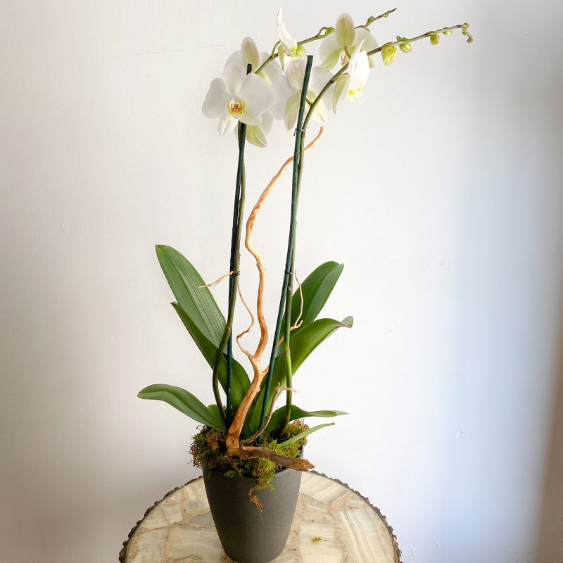 orquideas a domicilio cdmx blanca