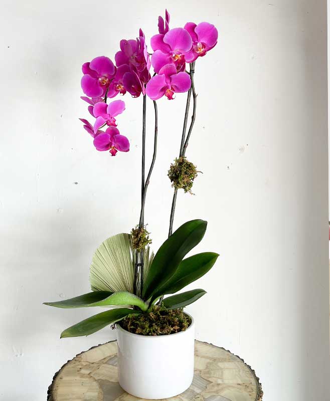 plantas de orquidea con envío a domicilio flores