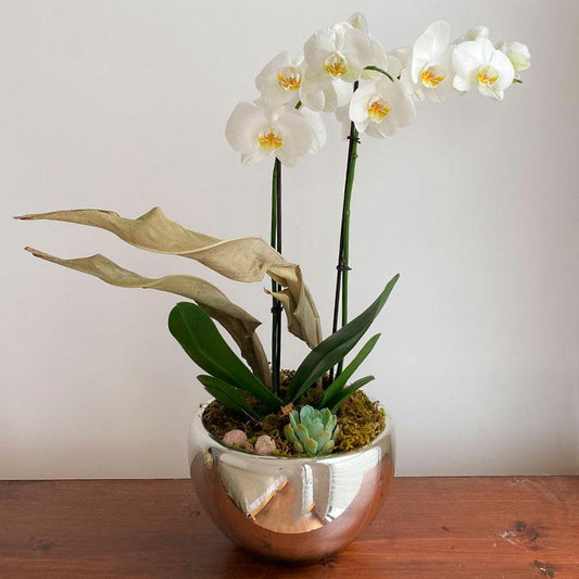 Orquídea doble vara con suculenta