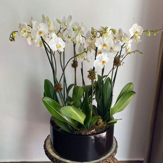 Orquídeas a domicilio cdmx con envío exprés